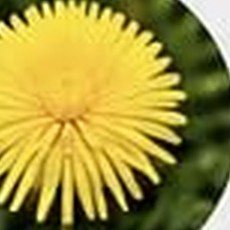 Dandelion root