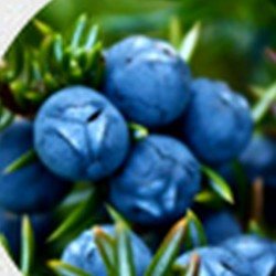 Juniper berry
